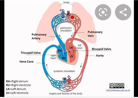 Systematic diagram of circulation. - Brainly.in