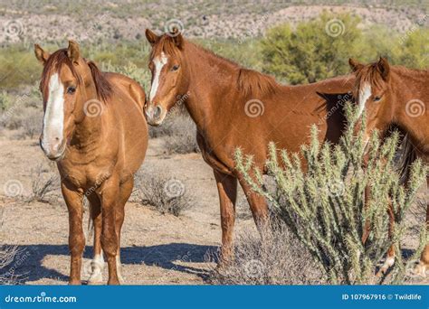 Wild Horses in the Arizona Desert Stock Photo - Image of horse, nature ...
