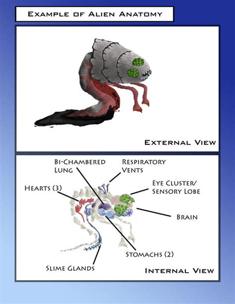 Image result for Alien Anatomy