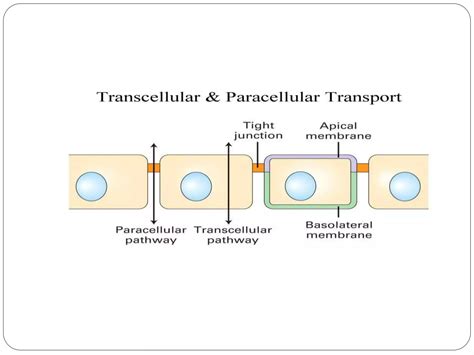 Mechanism of drug absorption in git | PPTX