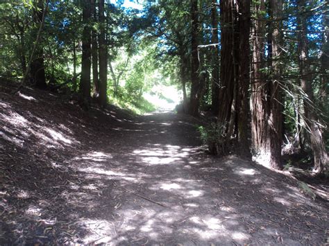 Parking Full Time Hiking Trail Journal: Tilden Regional Park: Redwood ...