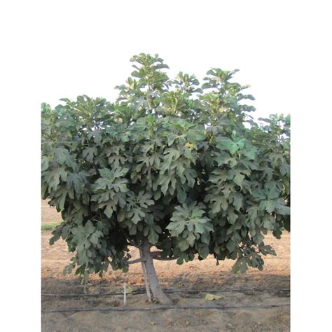 Gurney's Seed and Nursery Hunt Fig Tree - Fruit Plant, Full Sun ...