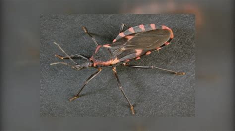 Kissing Bug | What it is and what to know | kcentv.com