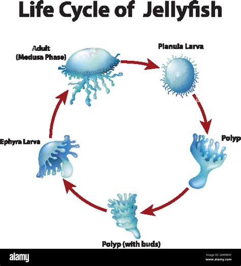 Diagram showing life cycle of jellyfish illustration Stock Vector Image & Art - Alamy