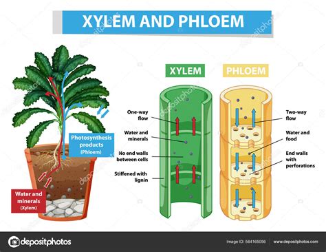 Diagram Showing Xylem Phloem Plant Illustration Stock Vector by ©blueringmedia 564165056