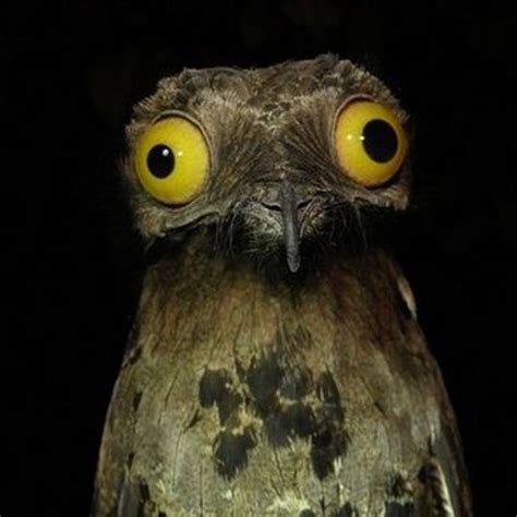 Top 10 Most Funny Looking Animals in the World - HubPages