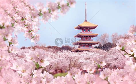 樱花盛开的春天图片素材-正版创意图片401005441-摄图网