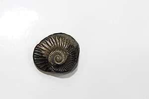 Buy KRE_48 Natural Very Small mahameru Sudarshan shaligram,Size-1.5 ...