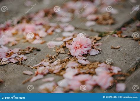 Cherry Blossom Petals Fall on the Ground Stock Photo - Image of season ...