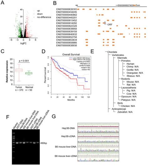 A Novel Nuclear-Localized Micropeptide, MP60, Promotes Hepatocellular ...