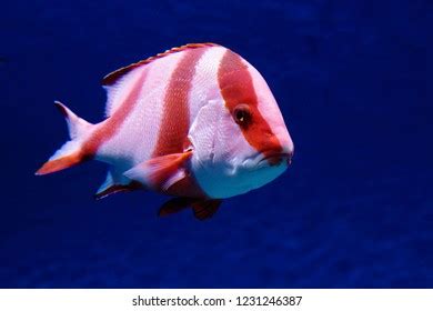 Image result for High Fin Snapper