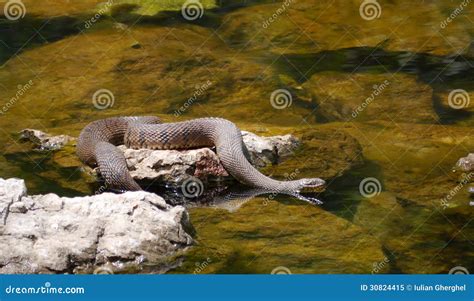 Diamondback Water Snake 的图像结果