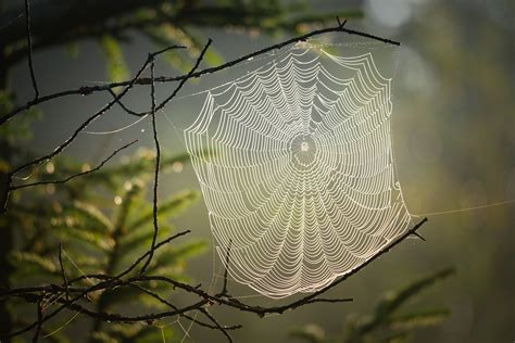 Brown Recluse Spider Web Pictures