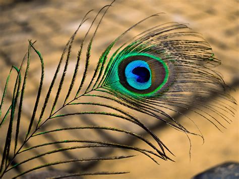 Vastu Tips: मोर पंख के इस बेहद सरल उपाय से होगा धन लाभ, टिकने लगेगा हाथ ...