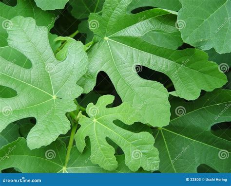Figs Leaves