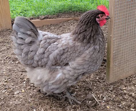 20 Best Hybrid Chicken Breeds for Higher Yield (With Pictures)