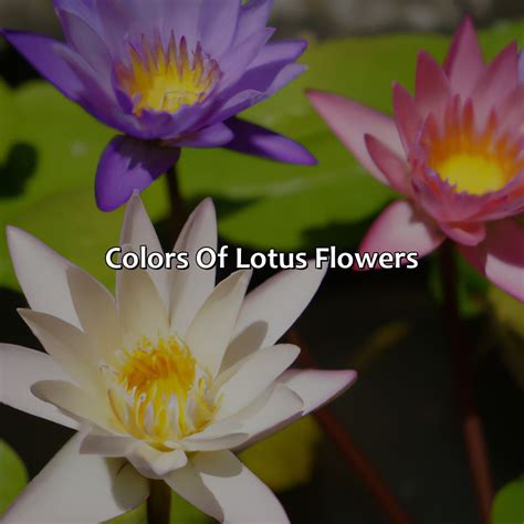 What Color Is A Lotus Flower - colorscombo.com