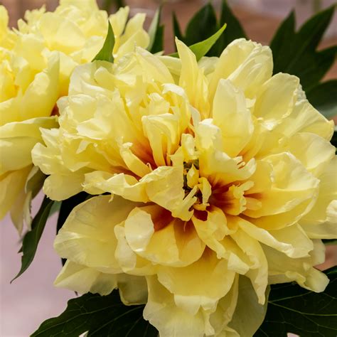 The Peony Flower: Meanings, Images & Insights | Floraly
