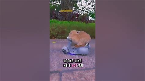 Image result for B-Rabbit Freestyle