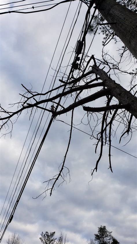 Image result for Tree Falling Hit Power Line