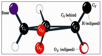Figure 4.8a: The Sugar ring pucker-A planar ribose ring, viewed down ...