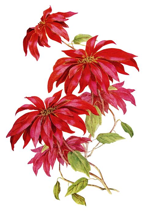 poinsettia plant white background - Clip Art Library