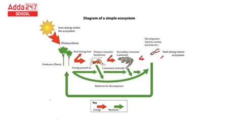 Types of Ecosystems, Diagram, Structure, Different Components