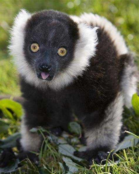 Types Of Lemurs
