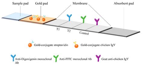Rapid Detection of Mycobacterium Tuberculosis Using a Novel Point-of-Care BZ TB/NTM NALF Assay ...