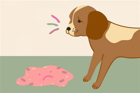 Boxer Dogs Throw Up 的图像结果