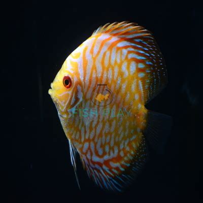 Yellow Checkerboard Discus 的图像结果