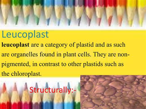plastids | PPTX