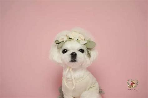 小狗Maltese原创毛绒挂件可爱韩国小狗玩偶女生日礼物钥匙扣-阿里巴巴