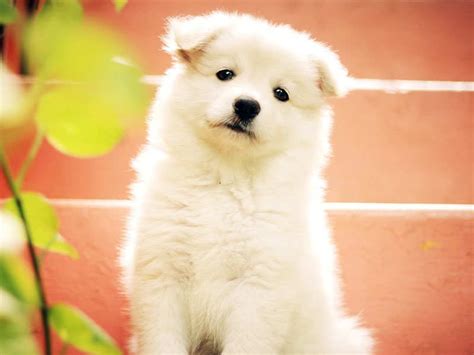 5 cleaning hacks for pet owners!