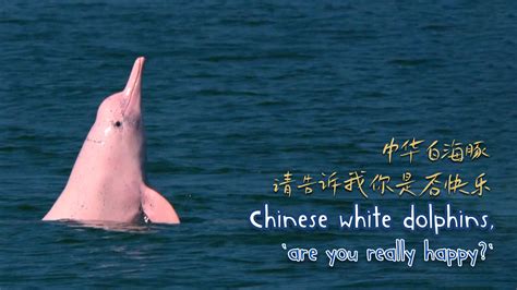 Chinese white dolphins, 'are you really happy?' - CGTN