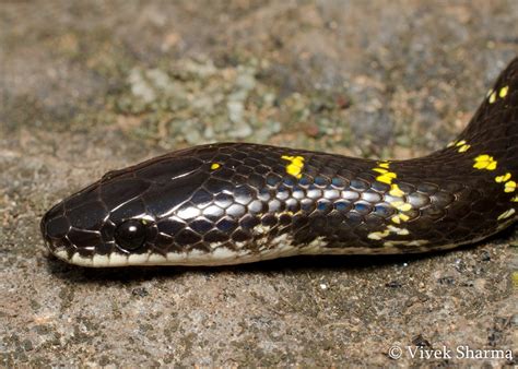 Indian Snakes - Indian Snakebite Initiative