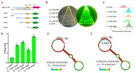 Utilizing 5′ UTR Engineering Enables Fine-Tuning of Multiple Genes ...