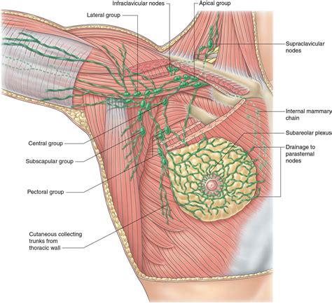 Breast diseases: Detection, Management, and Surveillance of Breast Disease - Clinical Tree