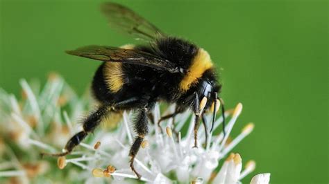 Rusty patched bumblebee on the verge of extinction: How will this ...