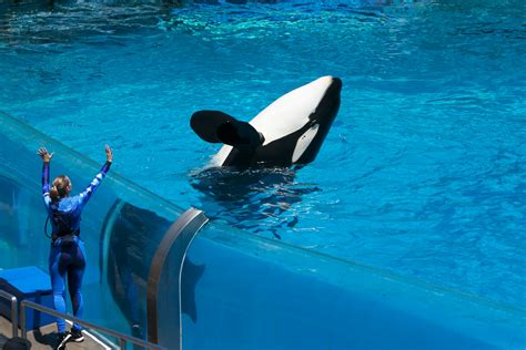 Image result for Orca Python