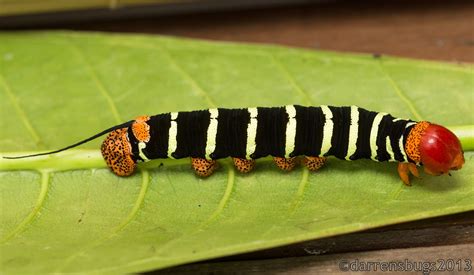 Caterpillar of the Frangipani Hawkmoth in Belize