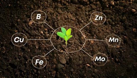 The Power of Micro Nutrient Mix: Unlock Your Plant's Potential – Casa ...