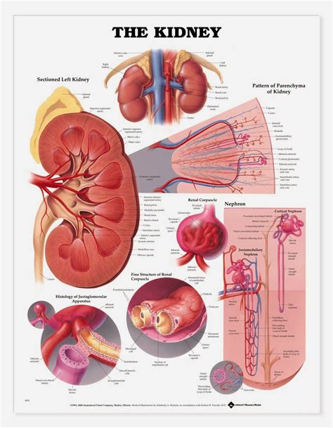 Human&Animal Anatomy and Physiology Diagrams: 01/15/14 | Kidney anatomy ...
