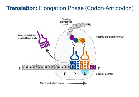 Translation: Elongation Phase (Codon-Anticodon) | BioRender Science ...
