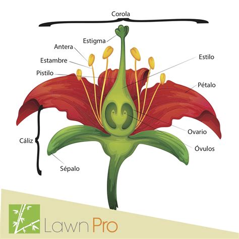 Aprendamos las partes de una flor. ‪#‎LawnPro‬ | Dibujo de flor, Partes ...