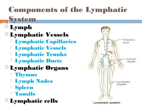 Basic Function of Lymphatic System 的图像结果