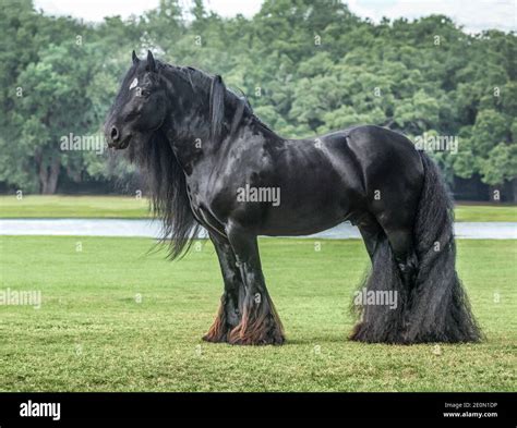 Black Gypsy Vanner Horses Horses For Sale Black Gypsy Horses