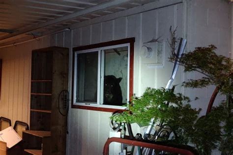 Image result for Bear Attacks Washing Machine