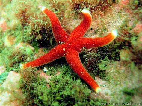 Spinulosida (orden) : los espinulósidos