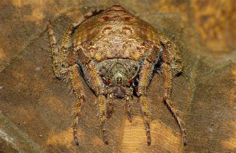 Real Monstrosities: Wrap-around Spider